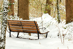 Bench in Snow